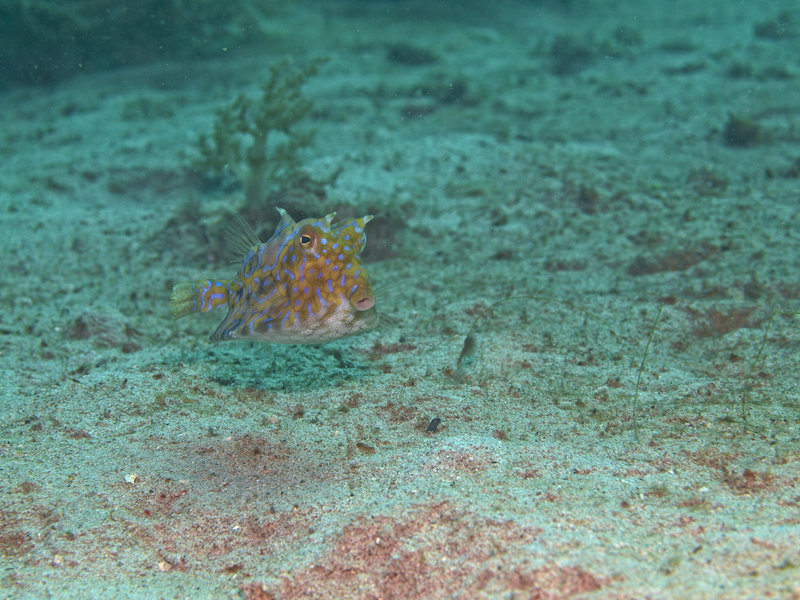 Sabang Wreck, Cowfish